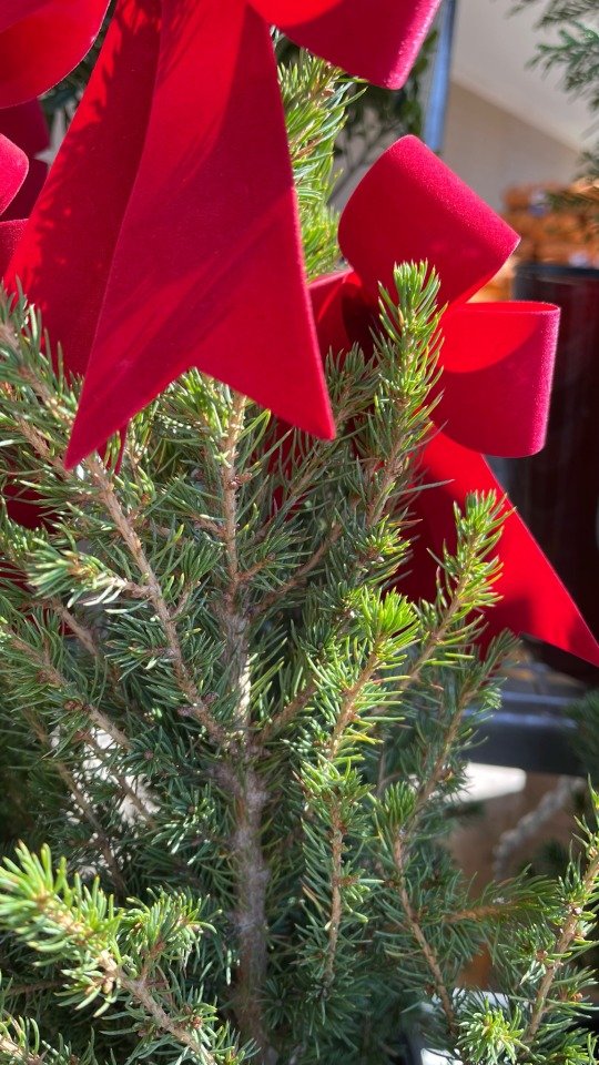 Plant of the Day #1Too soon for this Christmas nonsense!