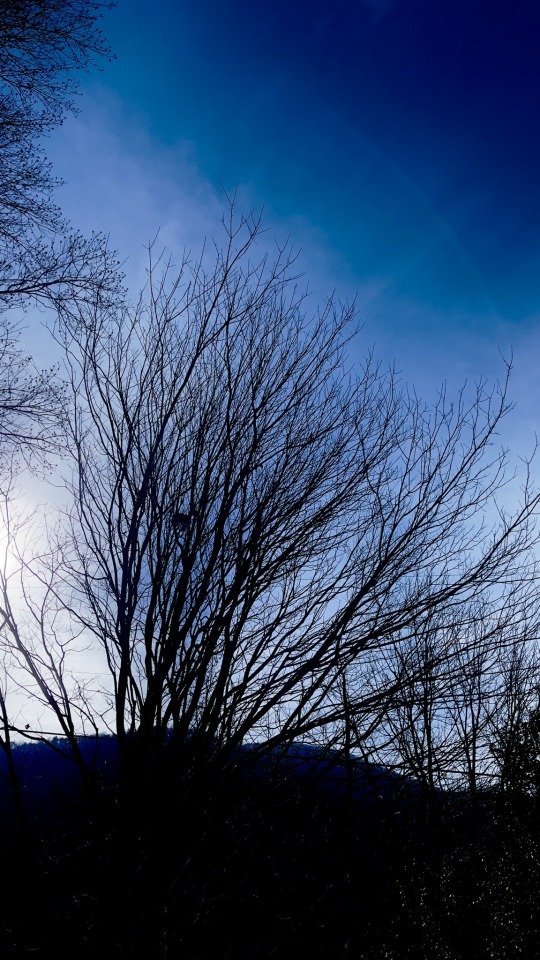 Mountain and sun silhouetting a bare tree