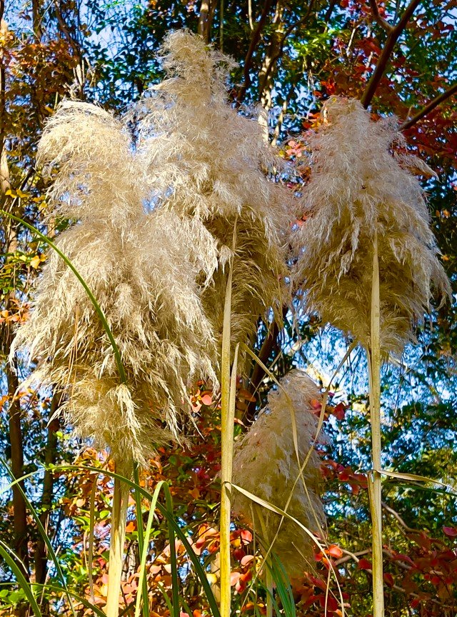 Beautiful pampas grass standing proud in the November sunshi