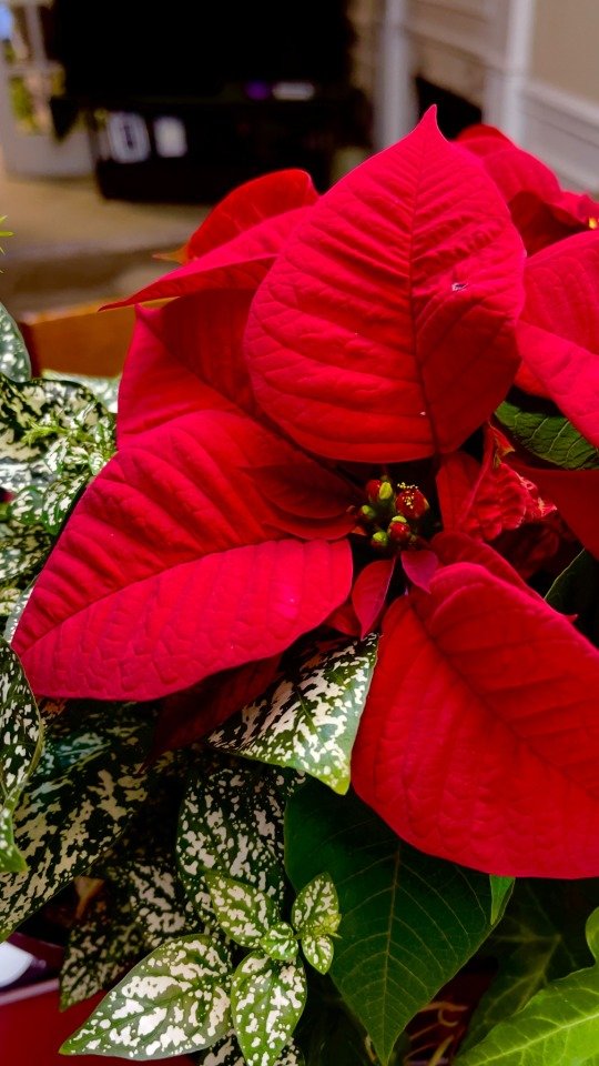 Kicking off the holiday season -Happy Thanksgiving