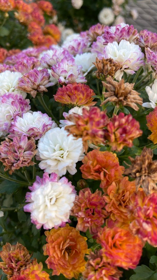 Plant Photo of the Day Mums in bloom with many blooms alread