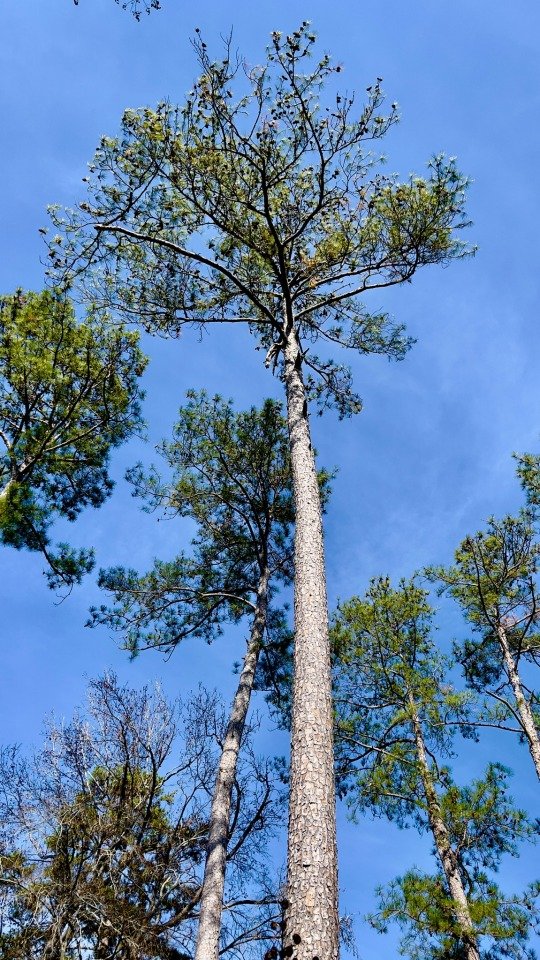 Super tall Georgia Loblolly pines!