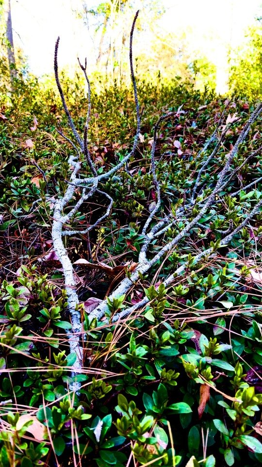Branch reaching for the sun