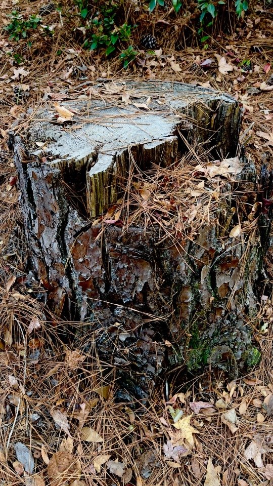Stump