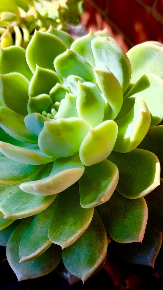 Succulent Saturday