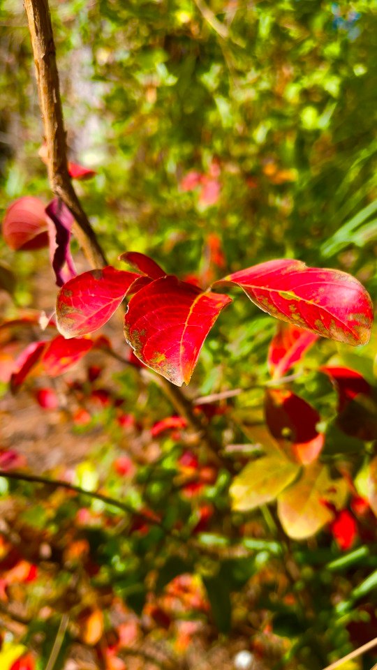 Beautiful color on these fall leaves!