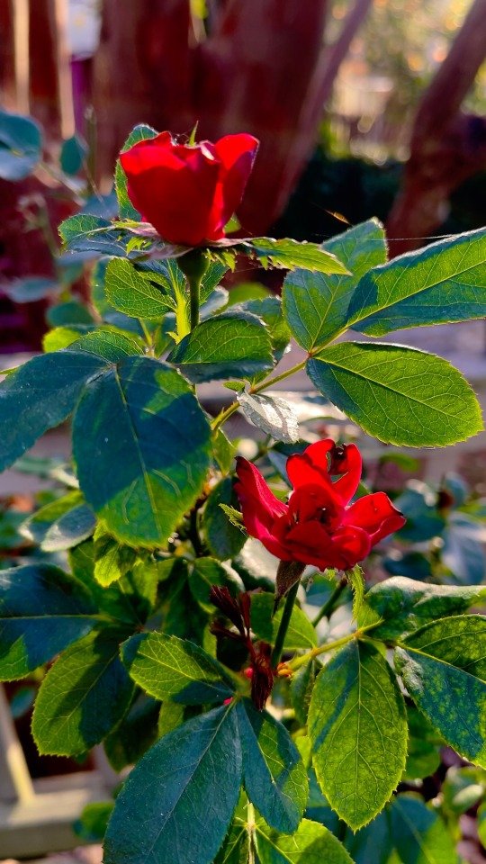 The roses are still with us in November