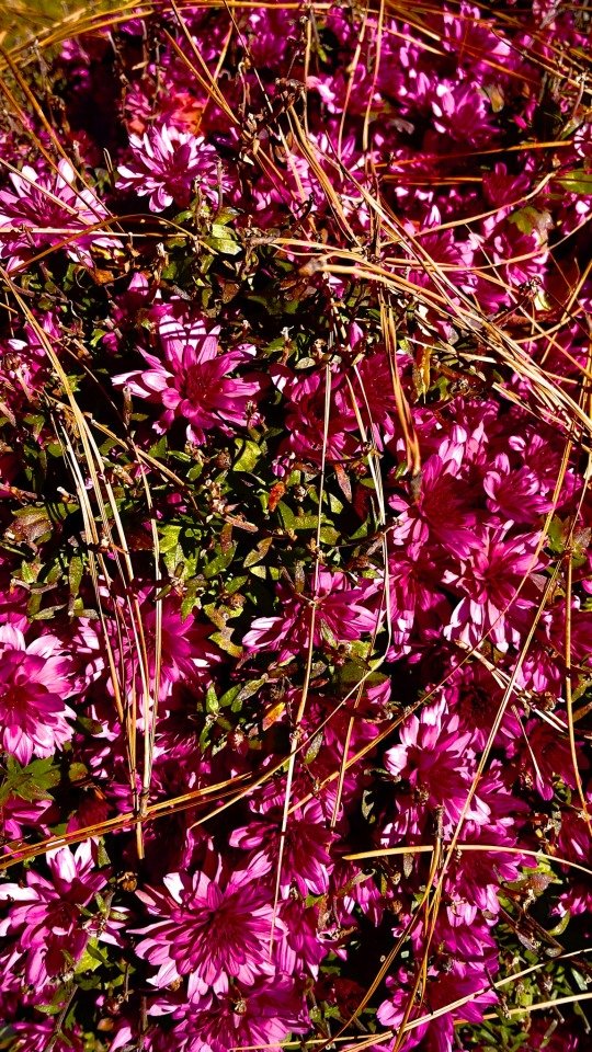 Pine straw invading the mums!!