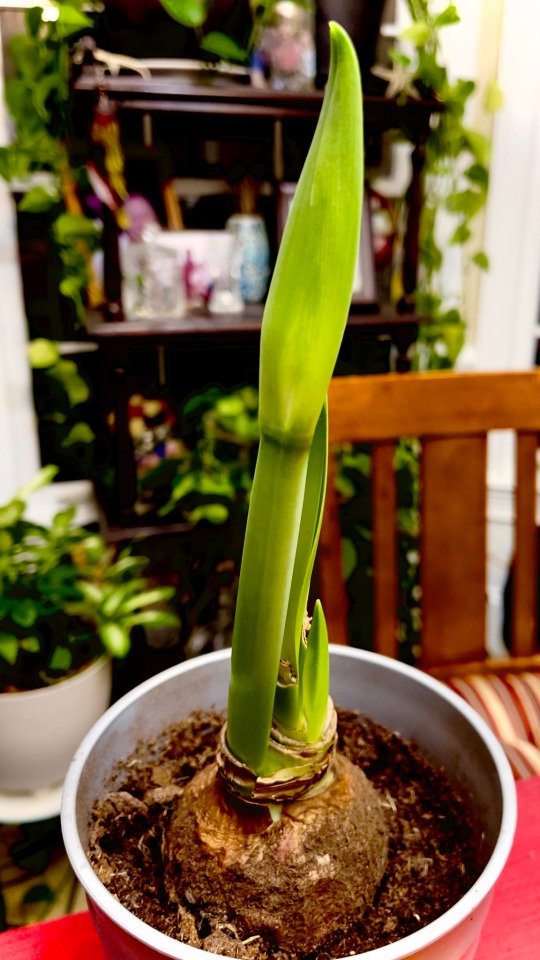 Amaryllis sprouting