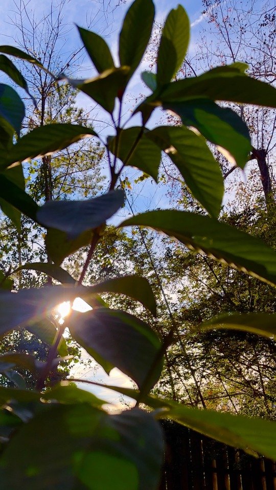 Late afternoon sun framed by Gardenias