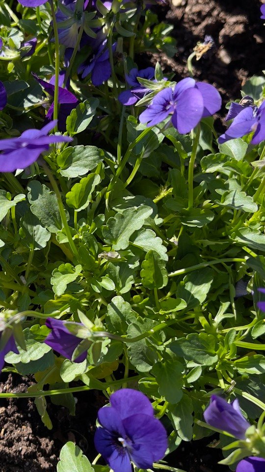 Purple glory in the autumn sun