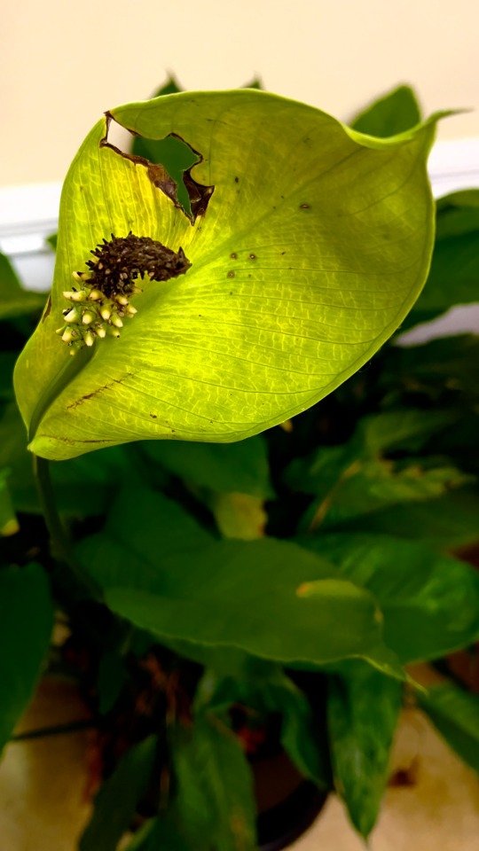 In its dying days…