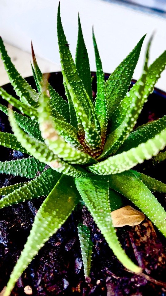 Succulent action!