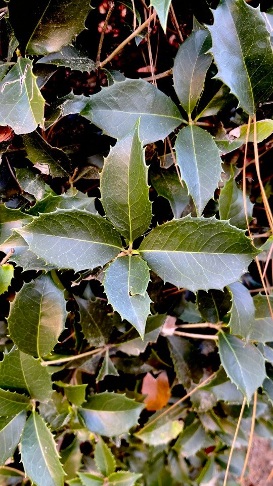 A cross of holly shrub leaves – perfectly imperfect