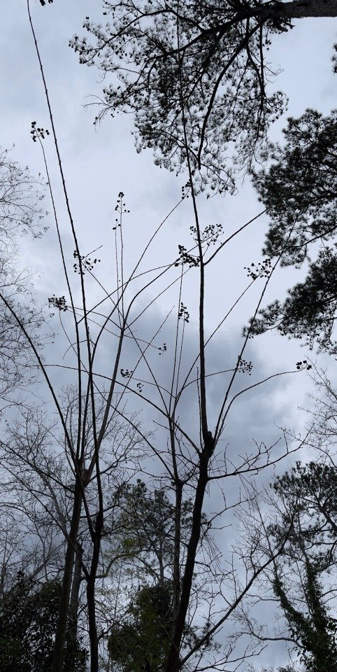 Late winter Crepe Myrtle inaction