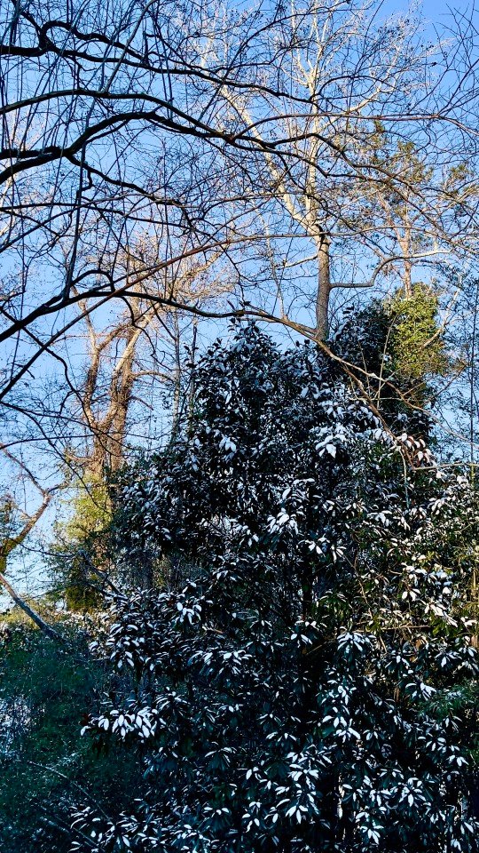 Snow TreeGeorgia snow on the magnolia tree – rare in these p