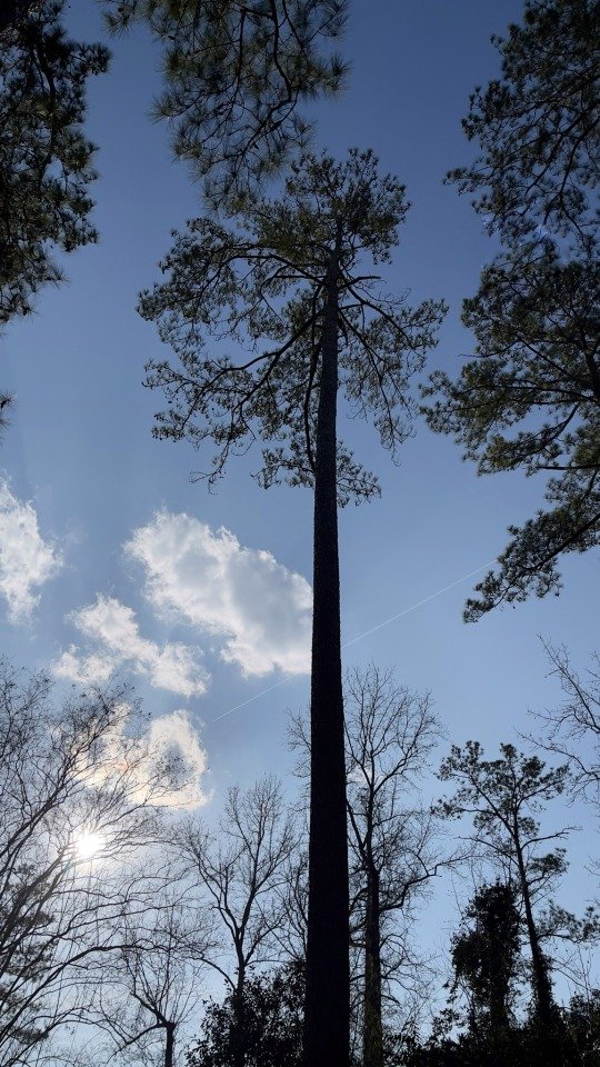 Tall pine in the late afternoon sun