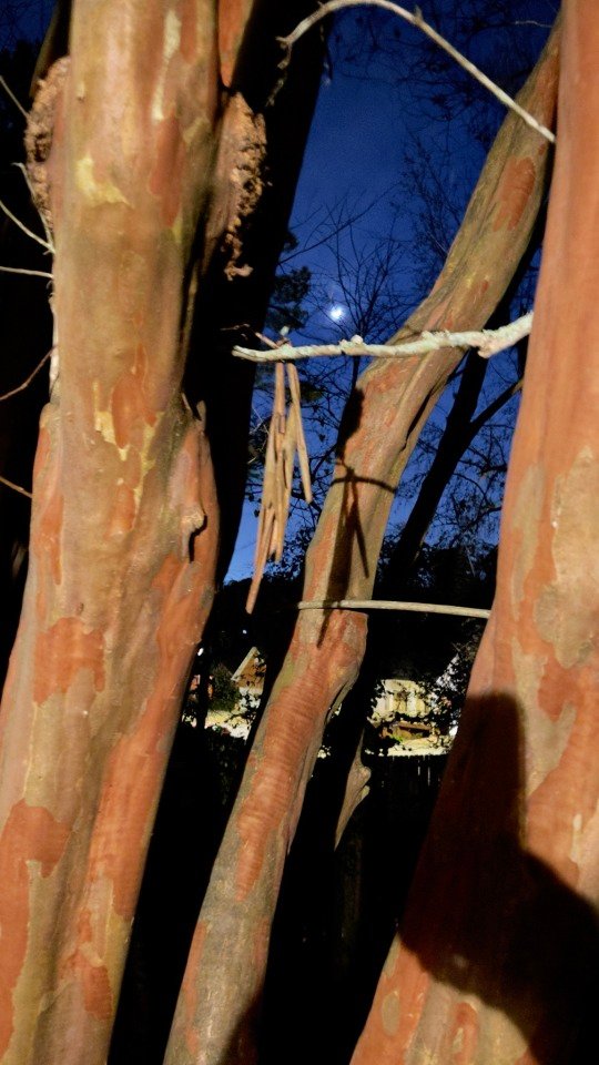 Moon peeking through the trunks