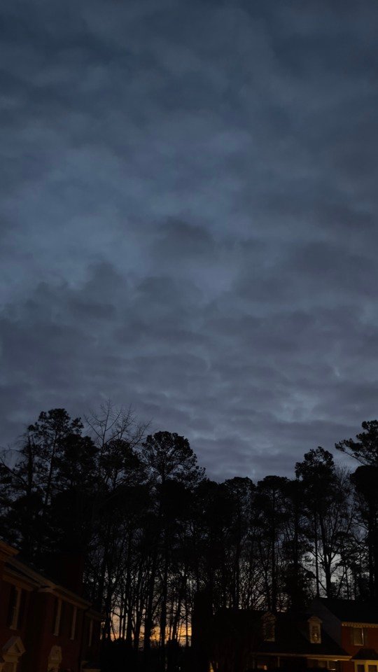 Overcast sunrise through the pines