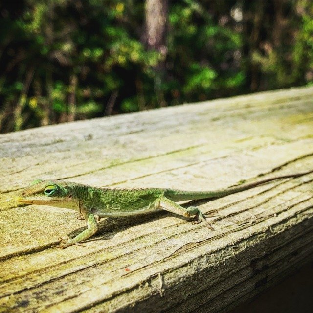 From 2021Lizard out and about!