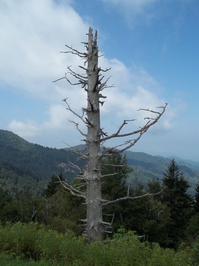 Lonesome treesFrom 2012