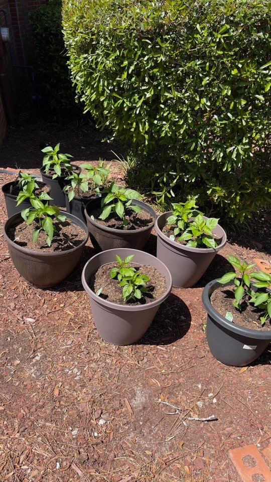 Pepper Sauce project update – they are looking healthy and g
