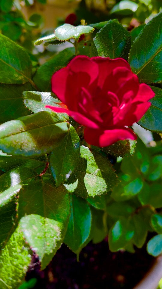 Beautiful knockout Red Rose