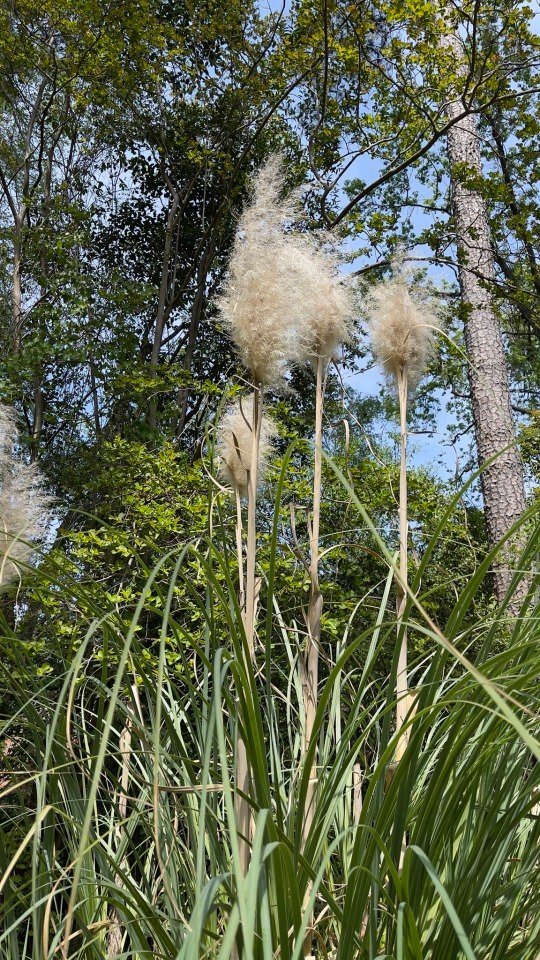 Pampas grass