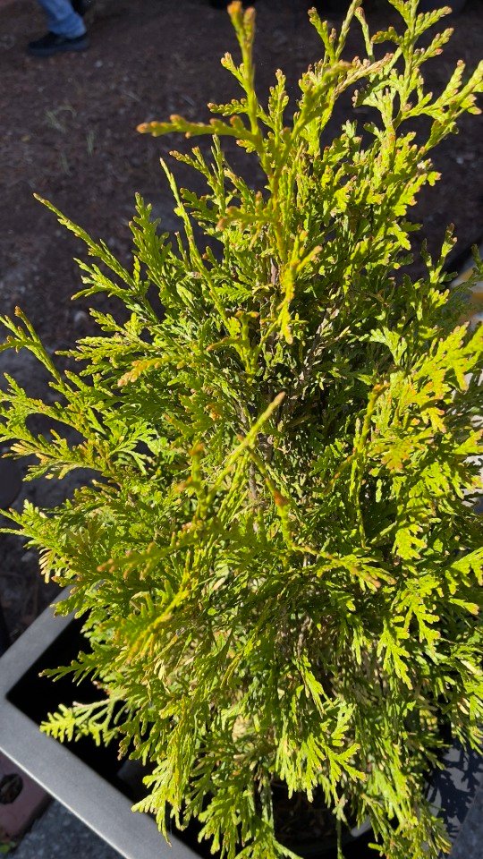 Potted evergreen looking spiffy in the spring air!