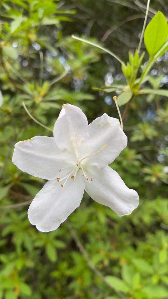 Beautiful white azalea!