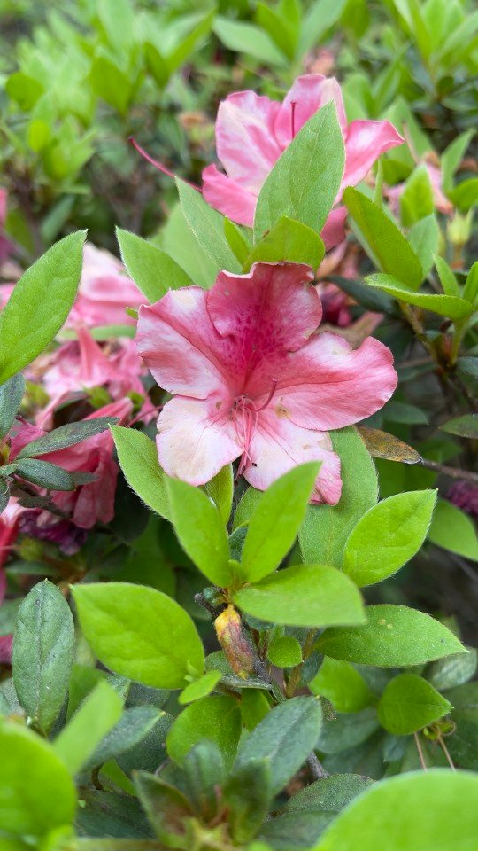 Gorgeous multi-toned pink azalea