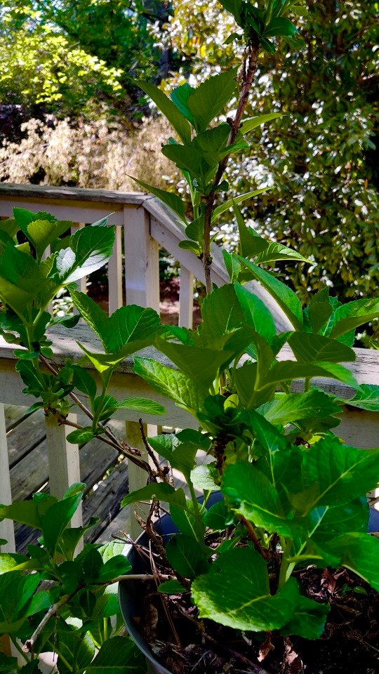 Hydrangea shooting on up!