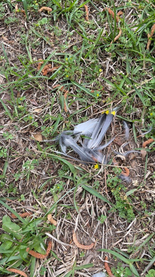 Pile o’ feathers – wonder what happened to the bird?