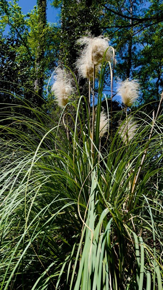 More pampas grass -just because it is so damn cool to look a