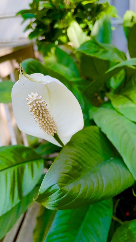 Glorious Peace Lily!