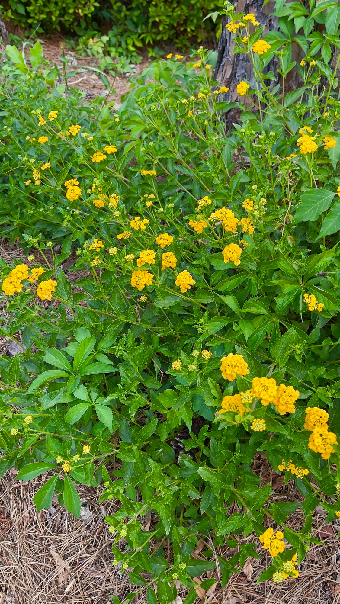 Lantana