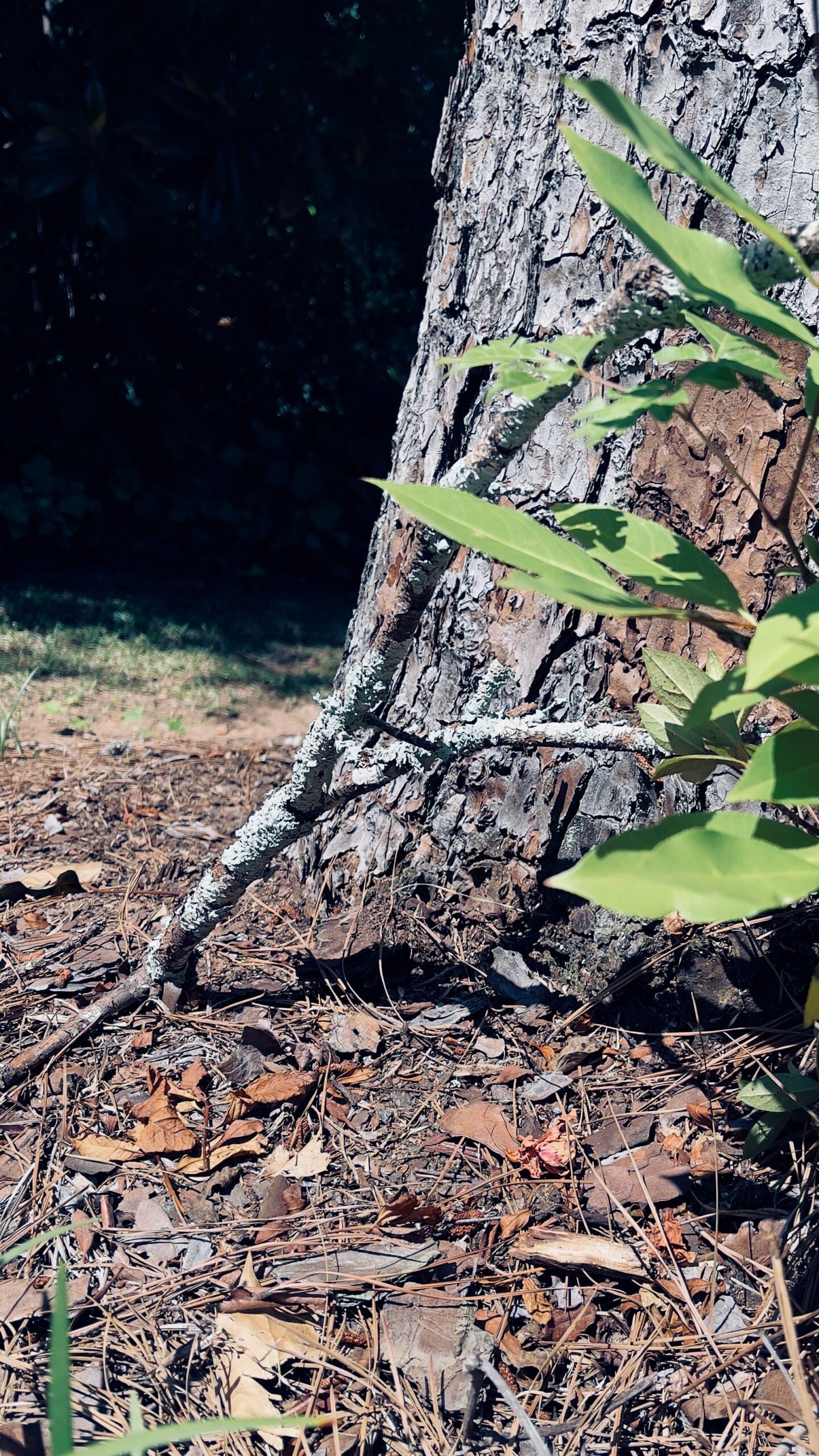 Lonely Little Stick