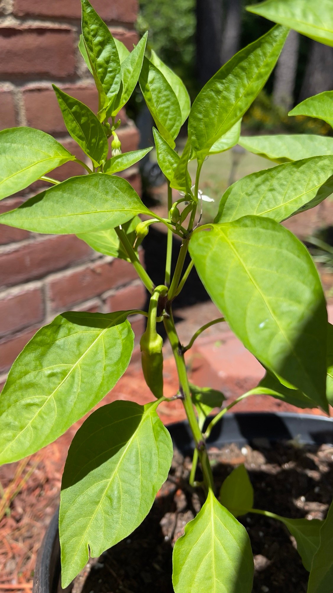Peppers!