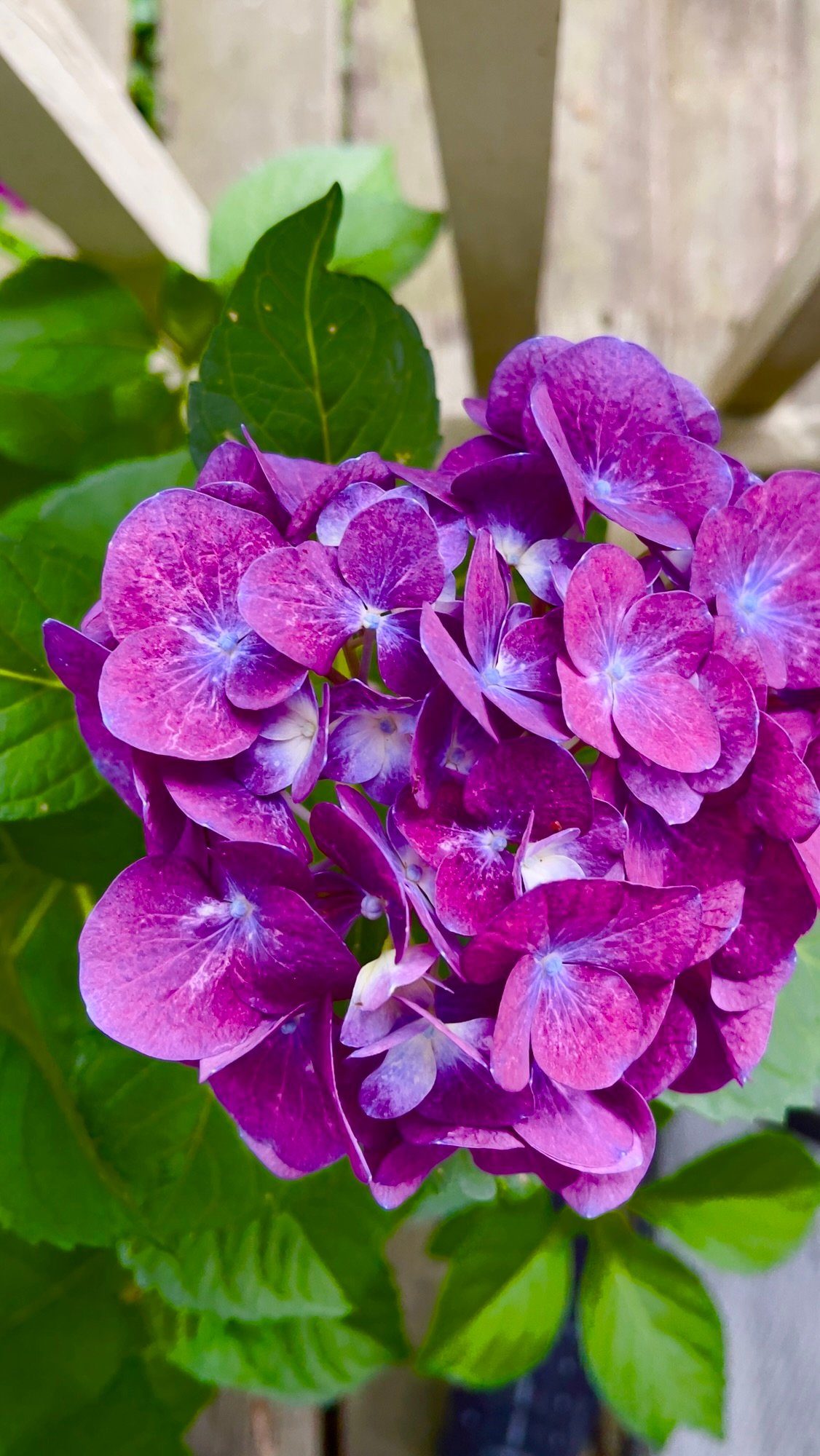 Deep Purple