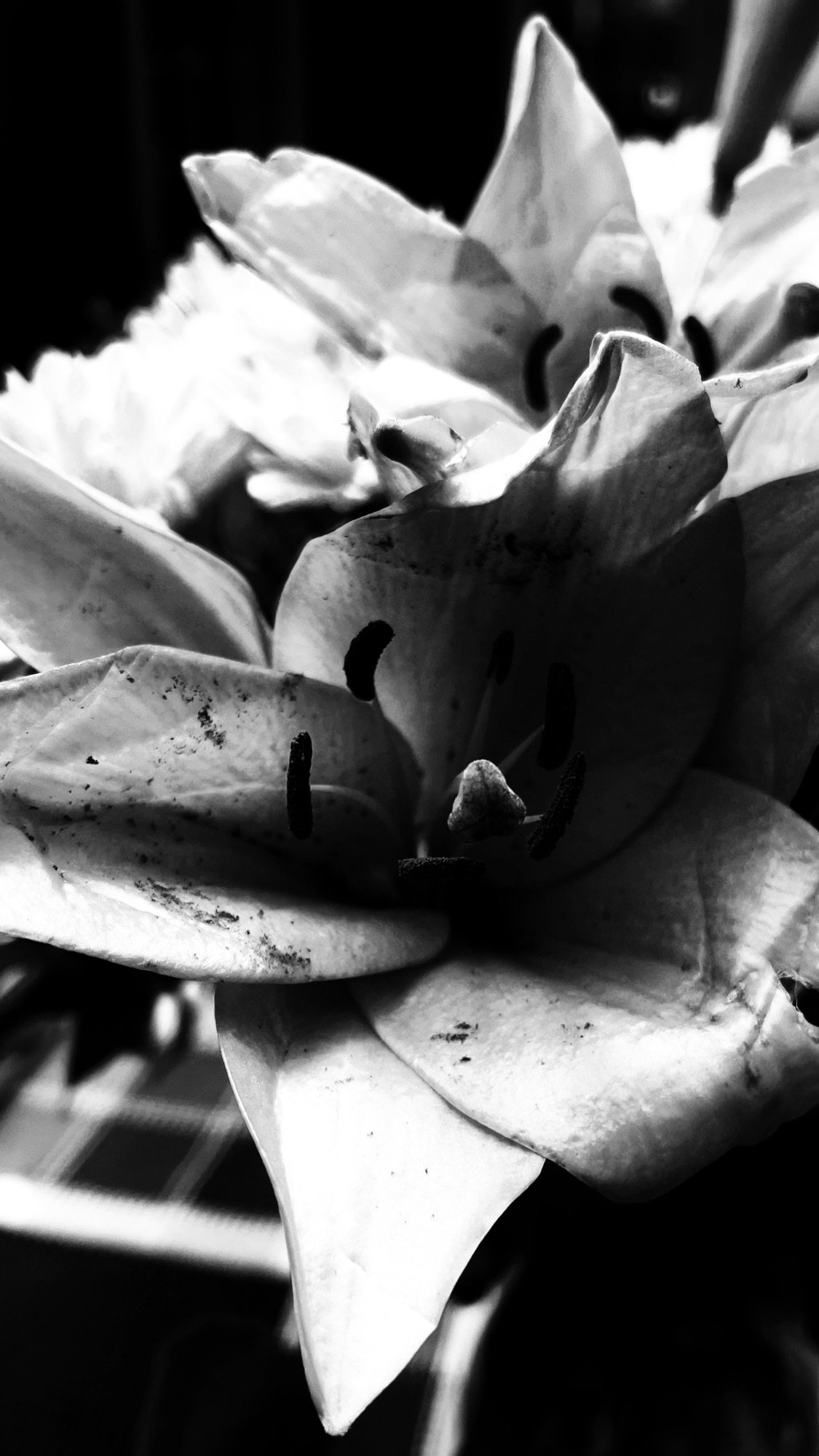 More Daylilies