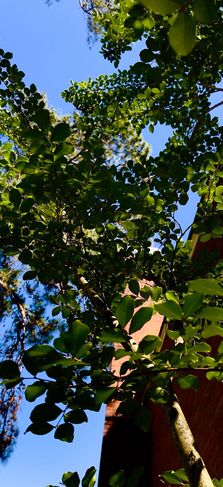 Trees