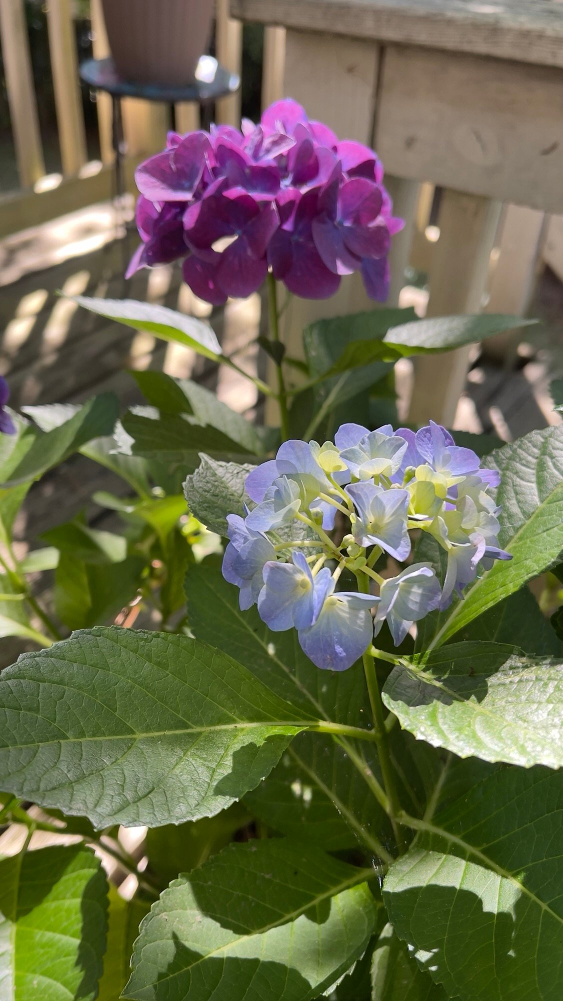 Magic Flowers