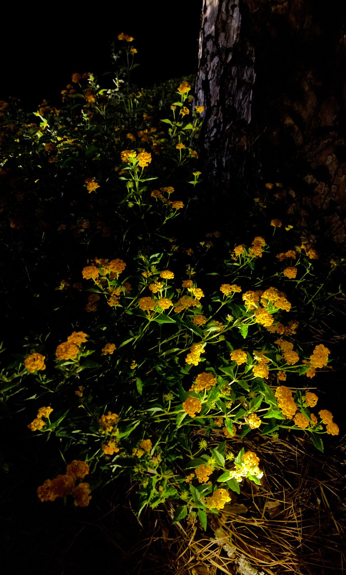 Lantana Redux