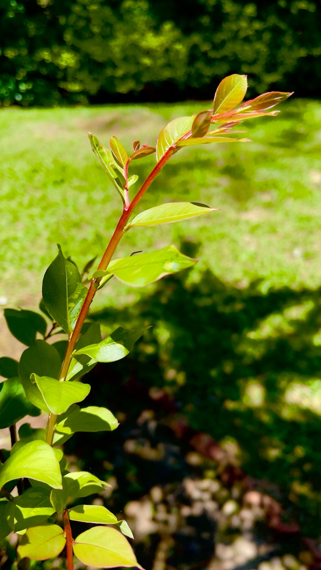 Crepe Myrtle