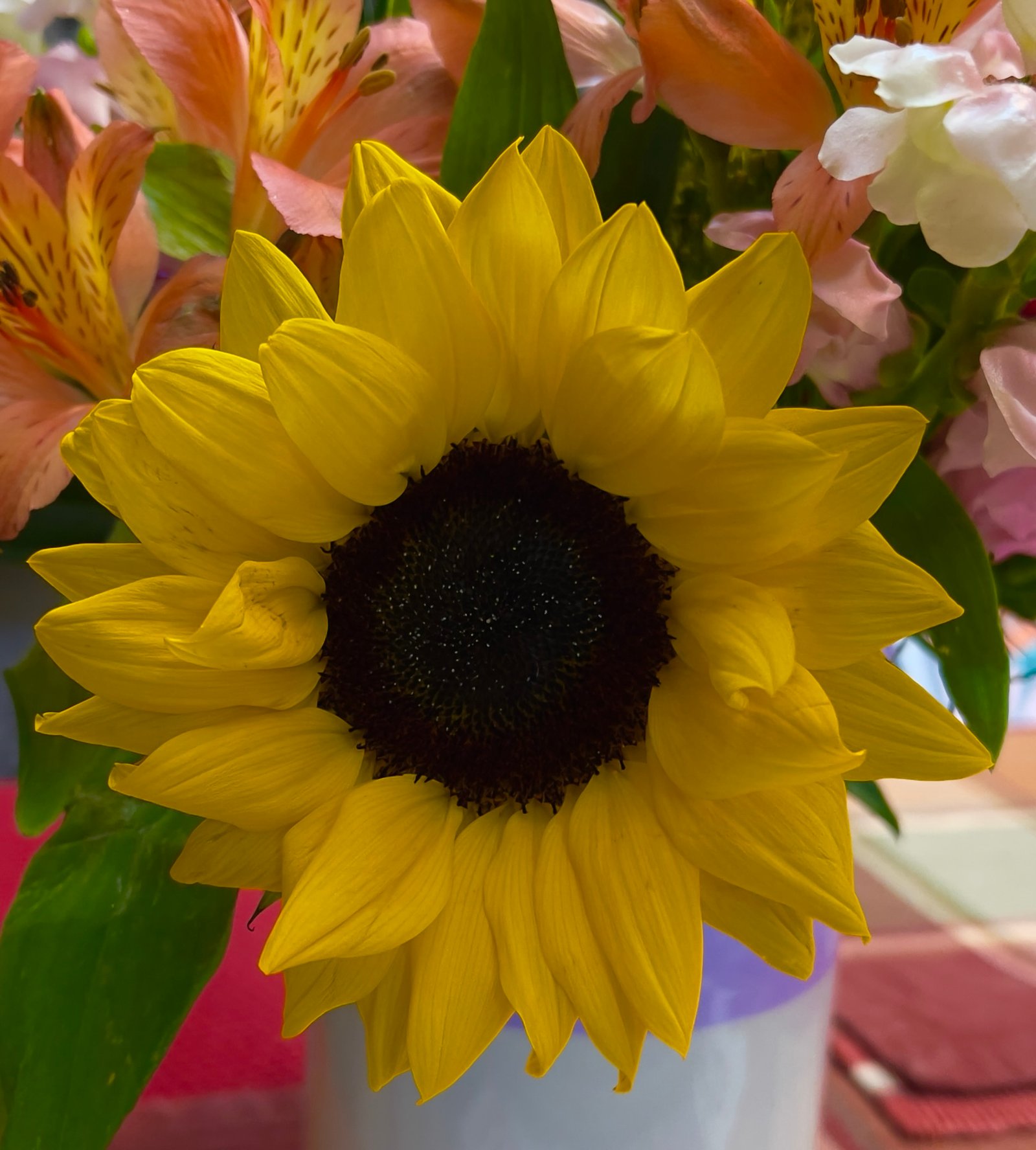 Sunflower