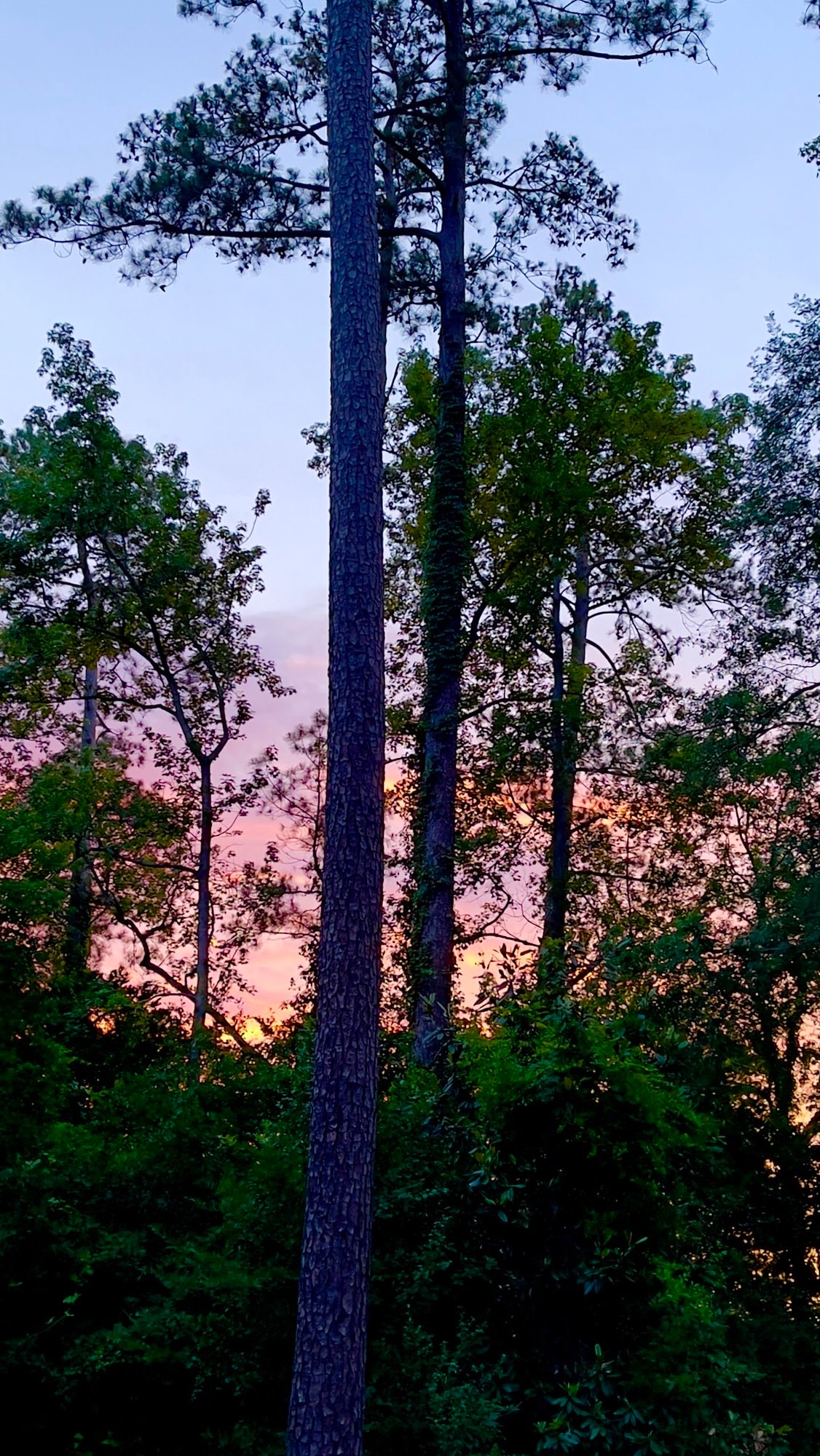 Sunset Hues