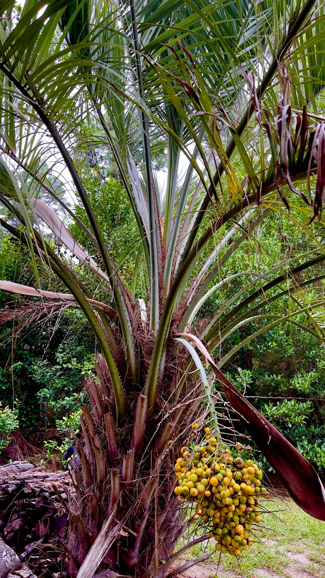 Loaded up Palm Tree