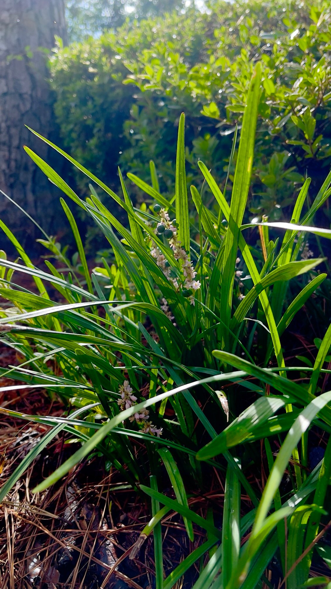 Big Blue Lilyturf