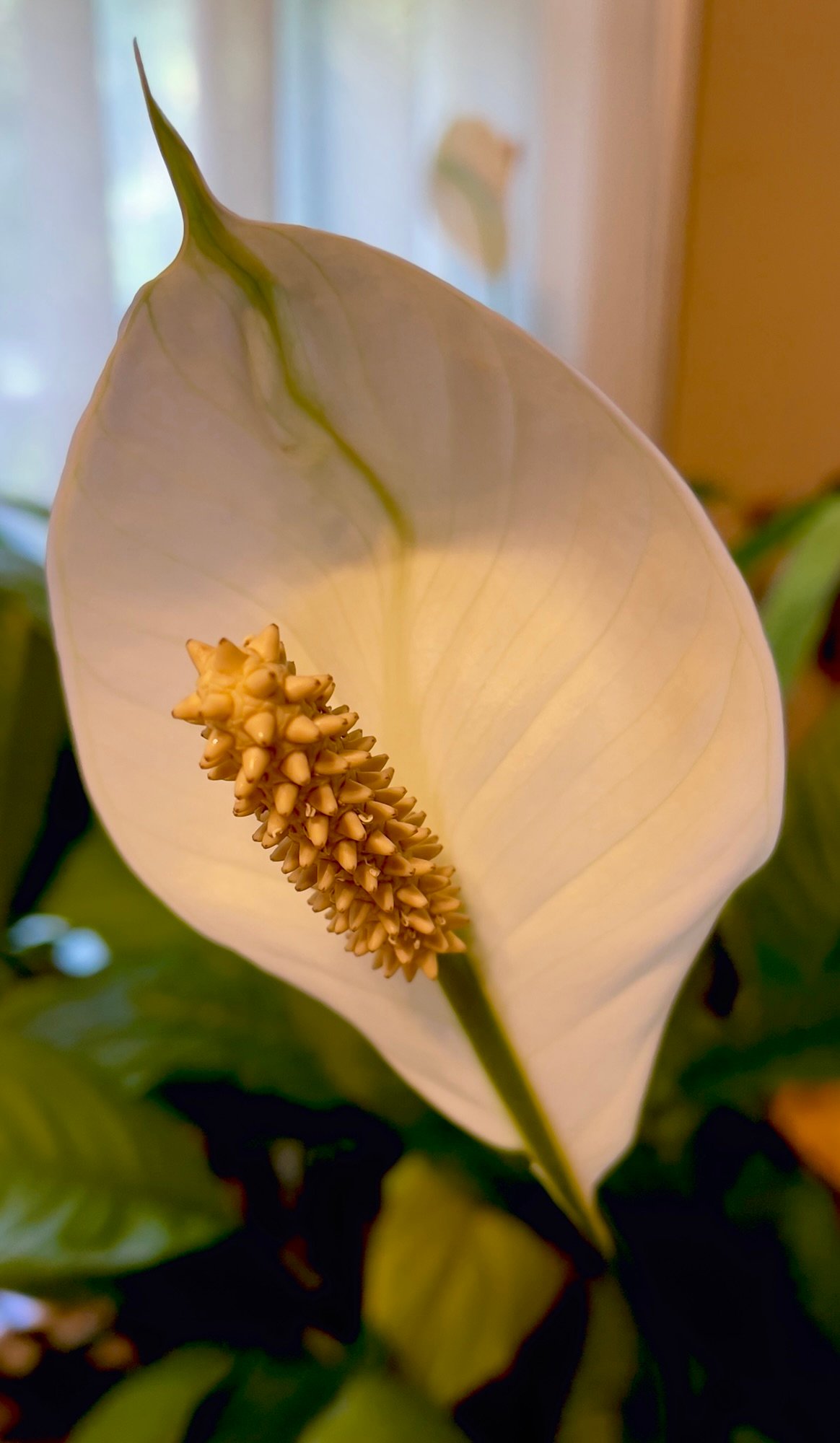 Peace Lilies Redux