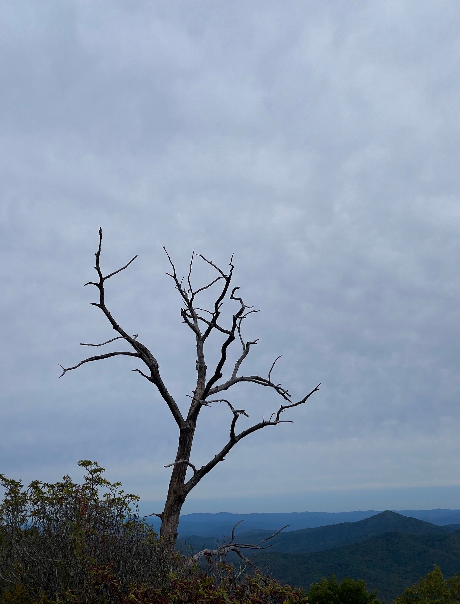 Lonesome Dead Tree